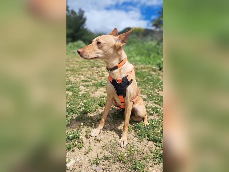 Wendy (Spanien) – sanftes Wesen sucht liebevolles Herz