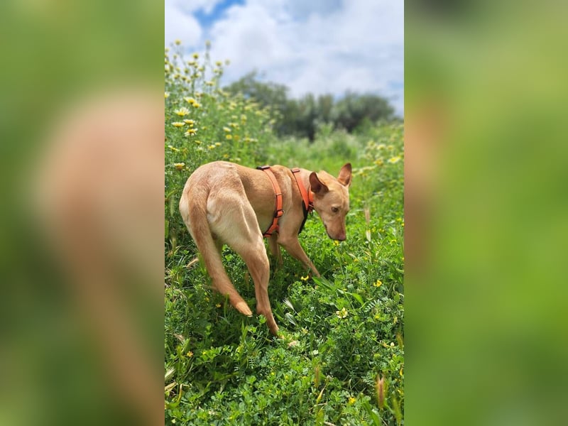 Wendy (Spanien) – sanftes Wesen sucht liebevolles Herz