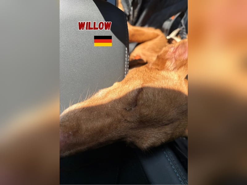 Willow,geb.6/23,liebes Podenco Mädchen sucht ihre Familie,bereits auf PS in 47574 Goch