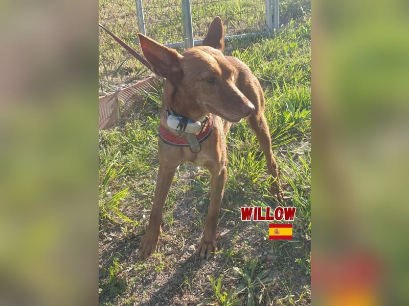Willow,geb.6/23,liebes Podenco Mädchen sucht ihre Familie,bereits auf PS in 47574 Goch
