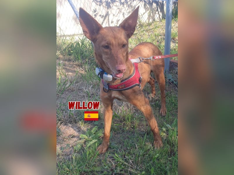 Willow,geb.6/23,liebes Podenco Mädchen sucht ihre Familie,bereits auf PS in 47574 Goch