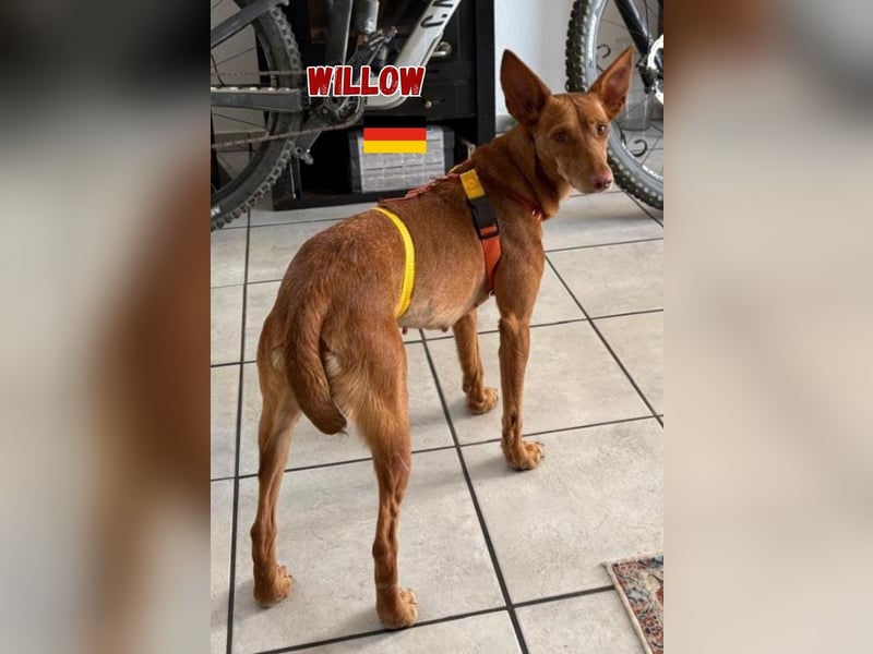 Willow,geb.6/23,liebes Podenco Mädchen sucht ihre Familie,bereits auf PS in 47574 Goch