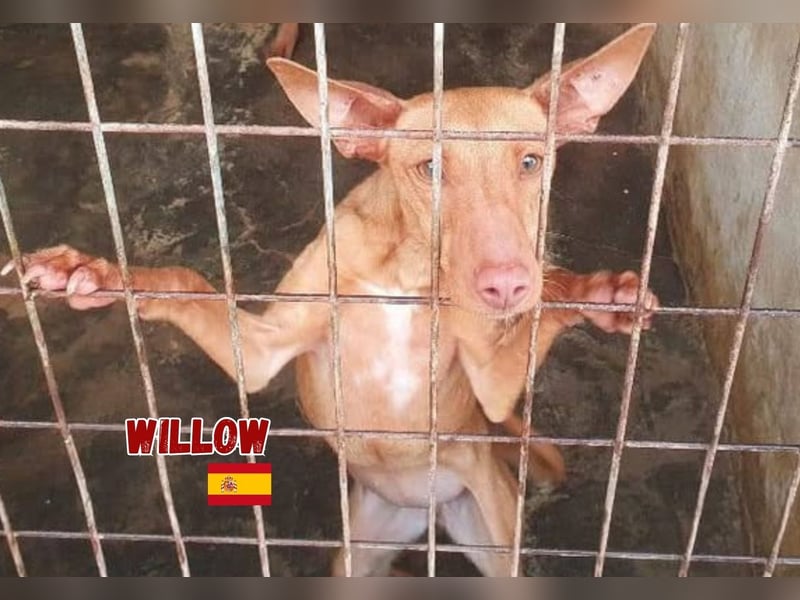 Willow,geb.6/23,liebes Podenco Mädchen sucht ihre Familie,bereits auf PS in 47574 Goch