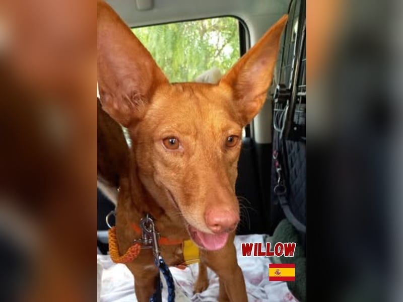 Willow,geb.6/23,liebes Podenco Mädchen sucht ihre Familie,bereits auf PS in 47574 Goch