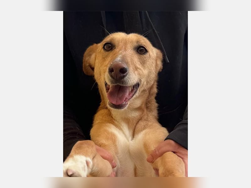 Lola (JA) eine sehr verträgliche Hündin