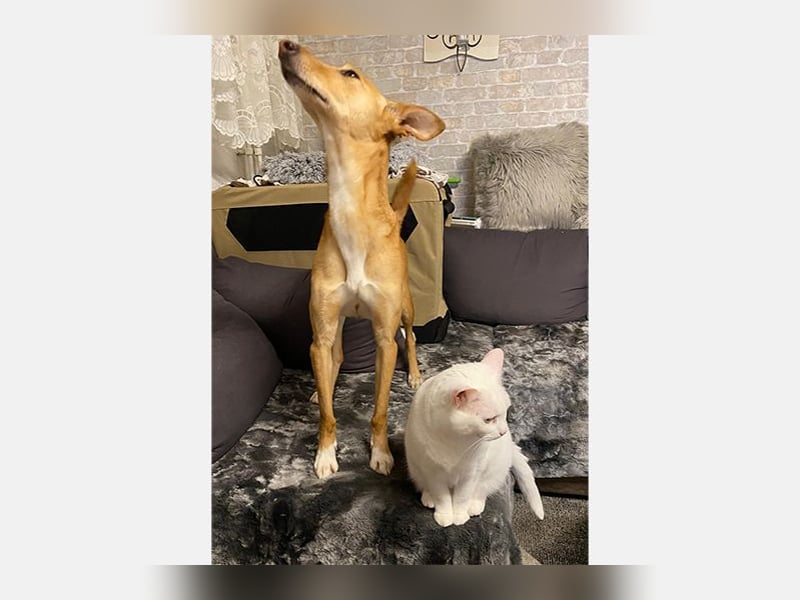Lola (JA) eine sehr verträgliche Hündin