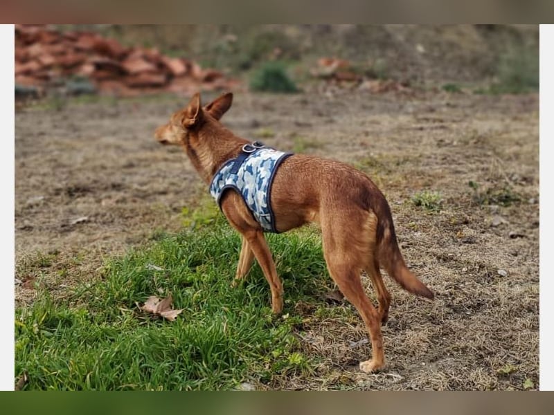 Lady(TO) tolle kleine Dame die noch viel lernen will