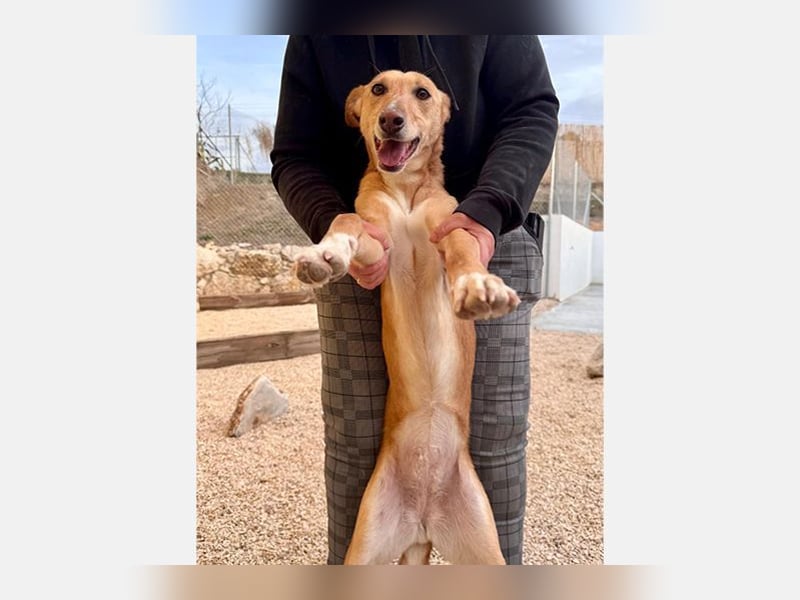 Lola (JA) eine sehr verträgliche Hündin