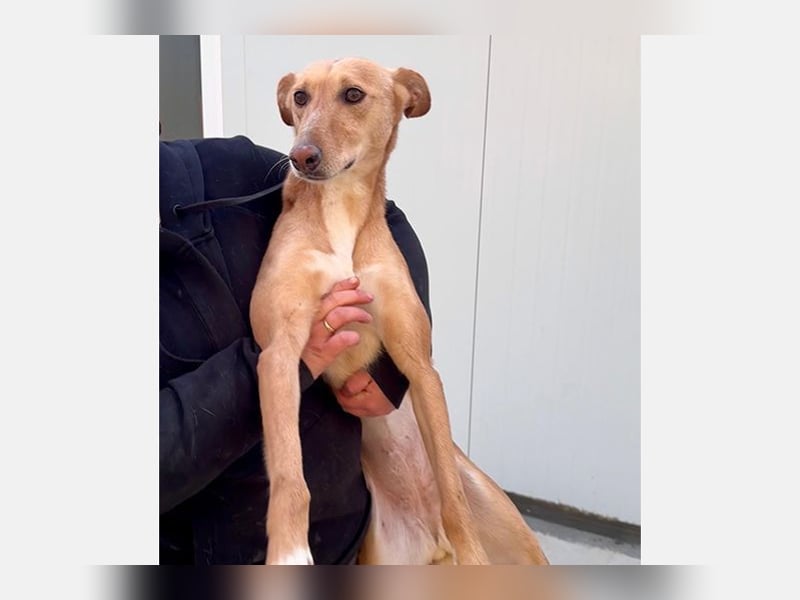 Lola (JA) eine sehr verträgliche Hündin