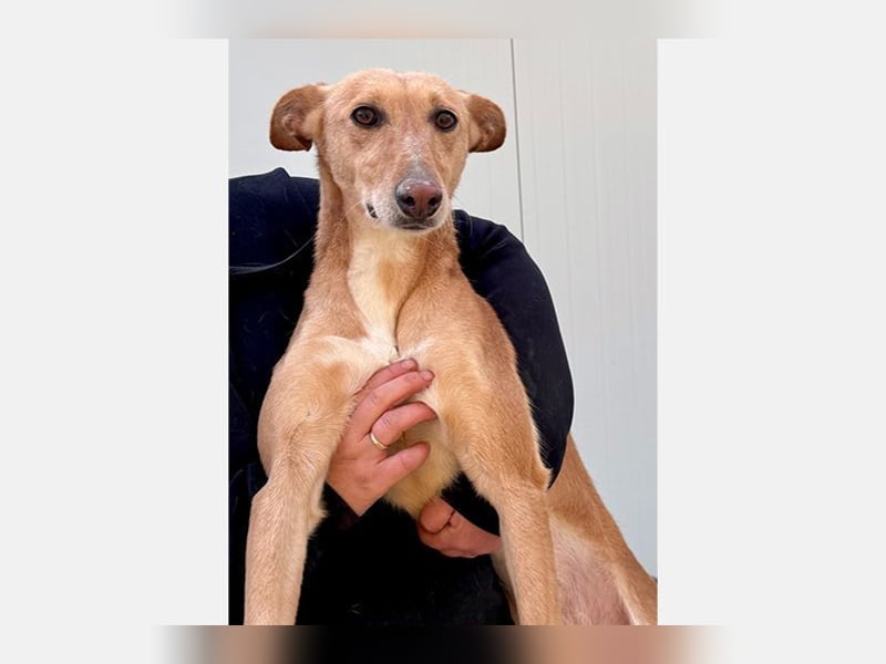 Lola (JA) eine sehr verträgliche Hündin