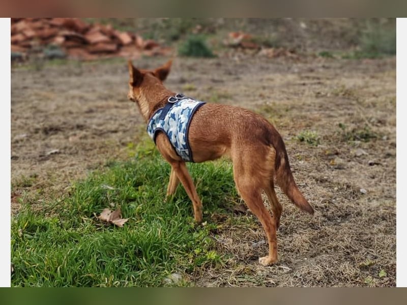 Lady(TO) tolle kleine Dame die noch viel lernen will