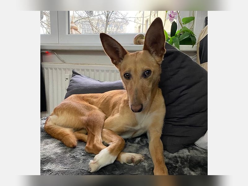 Lola (JA) eine sehr verträgliche Hündin
