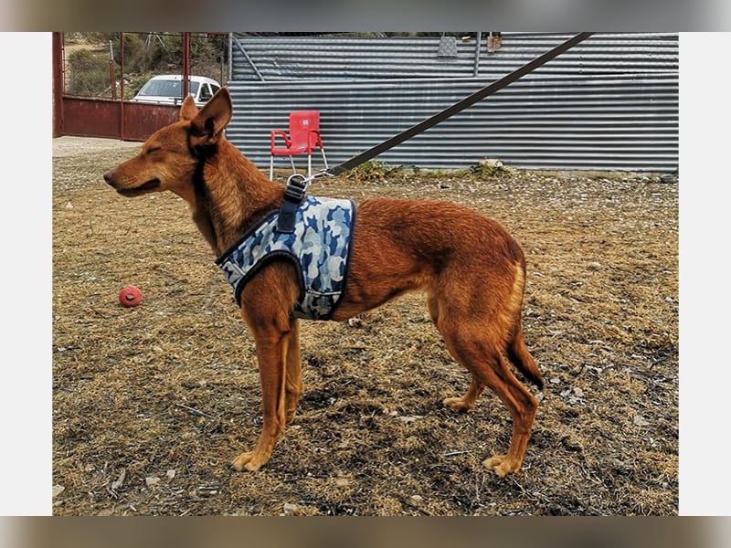 Lady(TO) tolle kleine Dame die noch viel lernen will