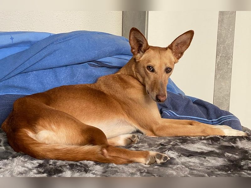Lola (JA) eine sehr verträgliche Hündin