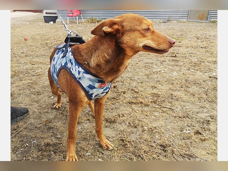Lady(TO) tolle kleine Dame die noch viel lernen will
