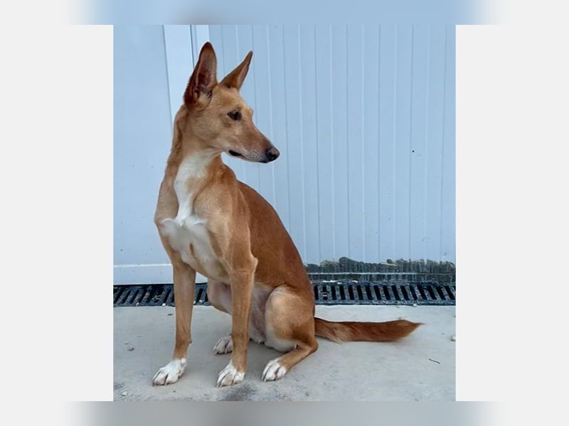 Lola (JA) eine sehr verträgliche Hündin