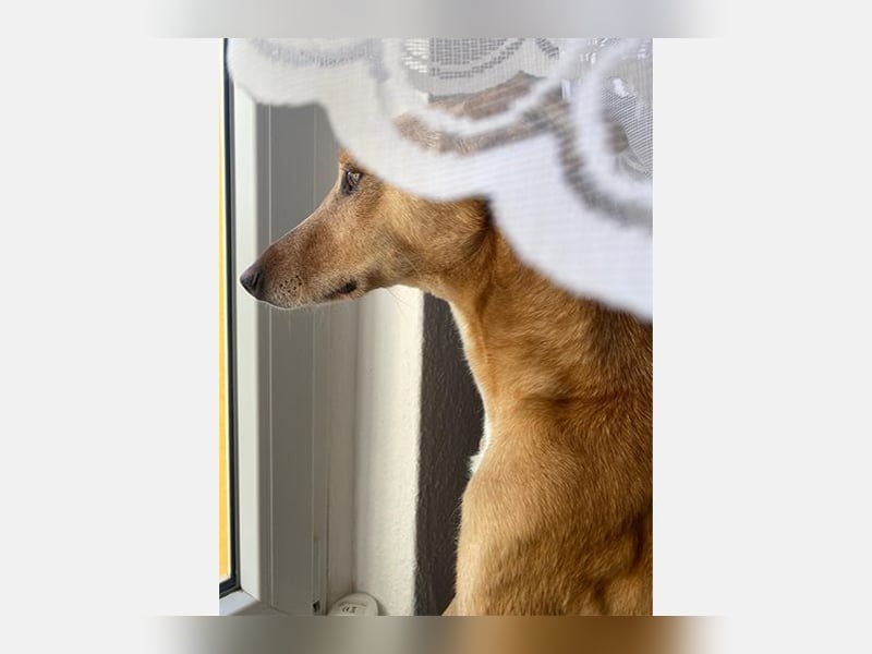 Lola (JA) eine sehr verträgliche Hündin