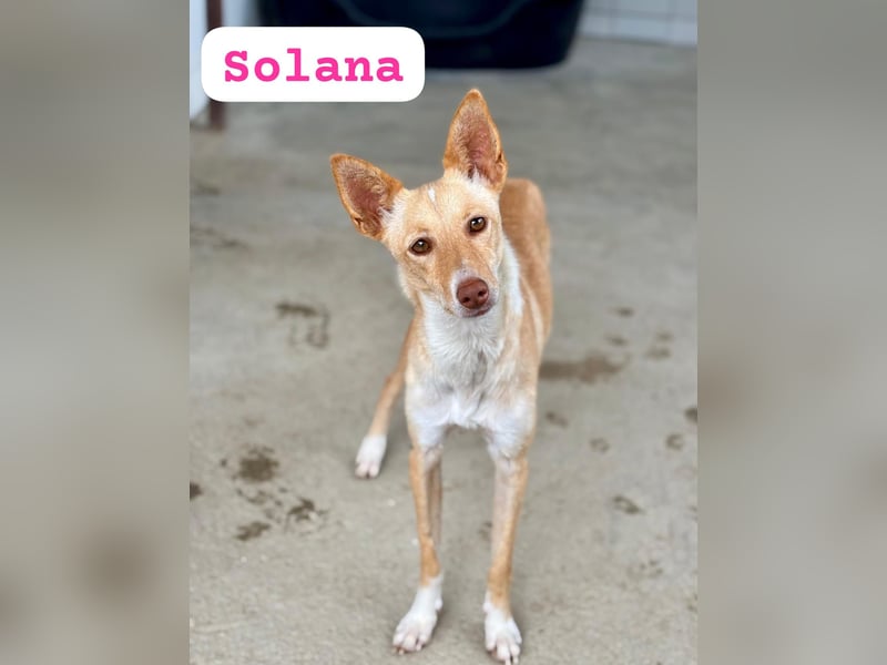 SOLANA - ein Fall für jeden!