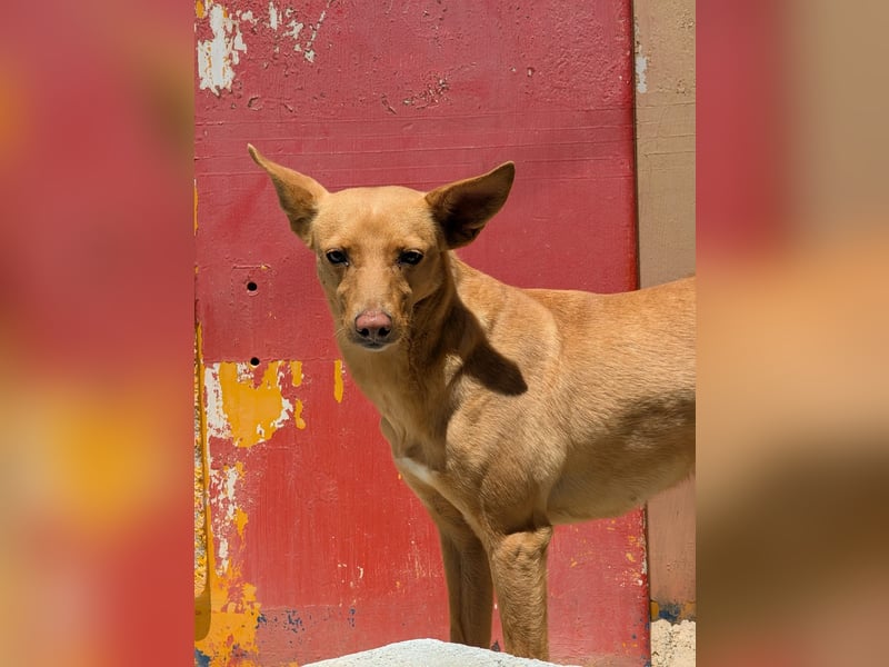 Canela eine schüchterne Podenca