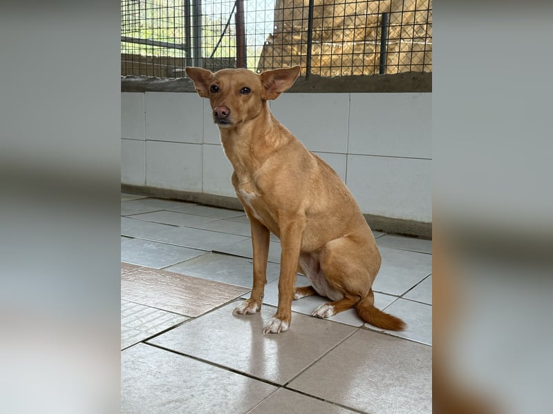 Canela eine schüchterne Podenca