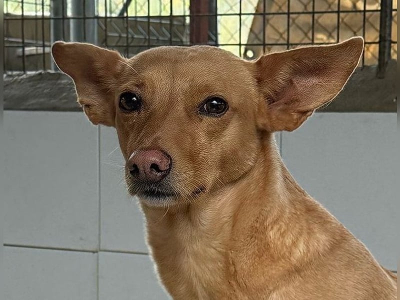 Canela eine schüchterne Podenca