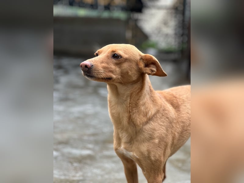 Canela eine schüchterne Podenca