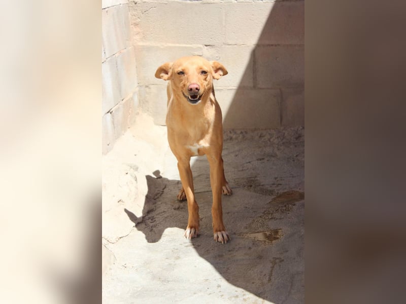 Canela eine schüchterne Podenca