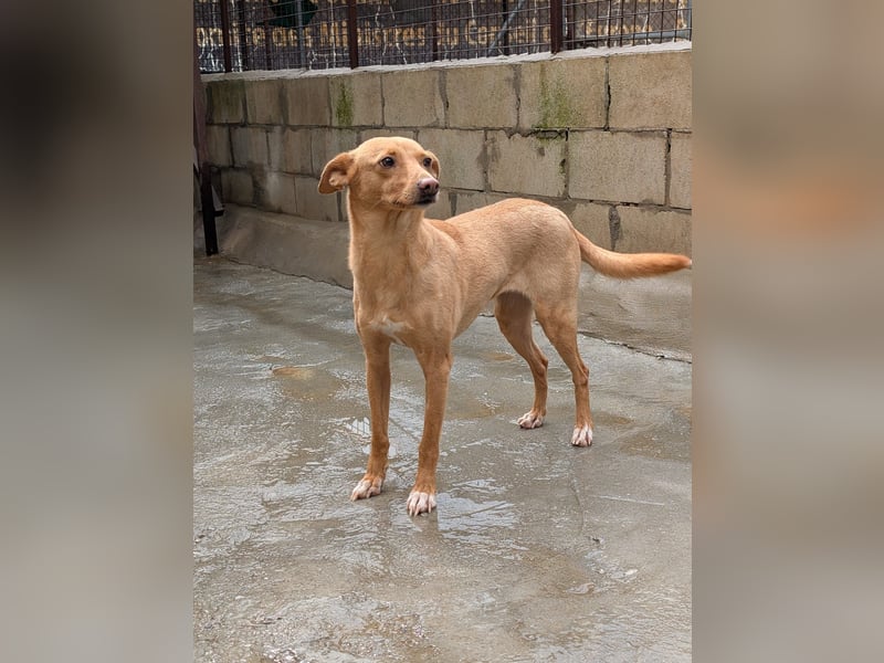 Canela eine schüchterne Podenca