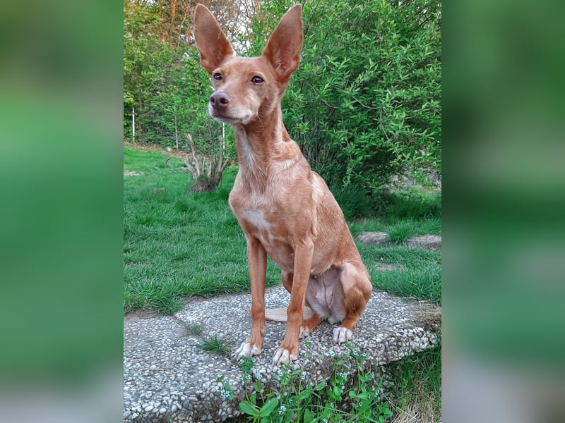 Stella, katzenverträgliche Zwerg Podenca