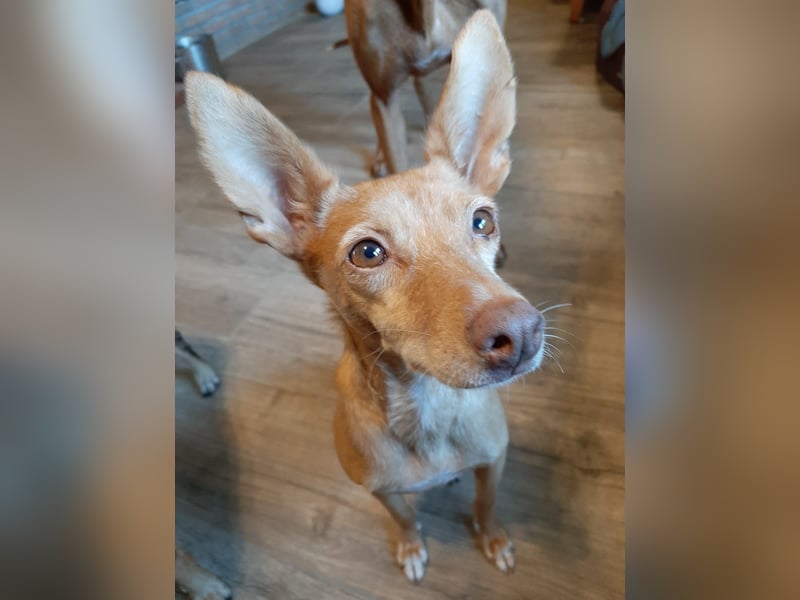 Stella, katzenverträgliche Zwerg Podenca
