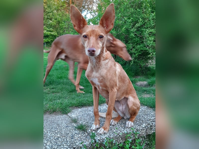 Stella, katzenverträgliche Zwerg Podenca