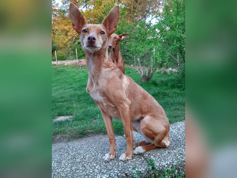 Stella, katzenverträgliche Zwerg Podenca
