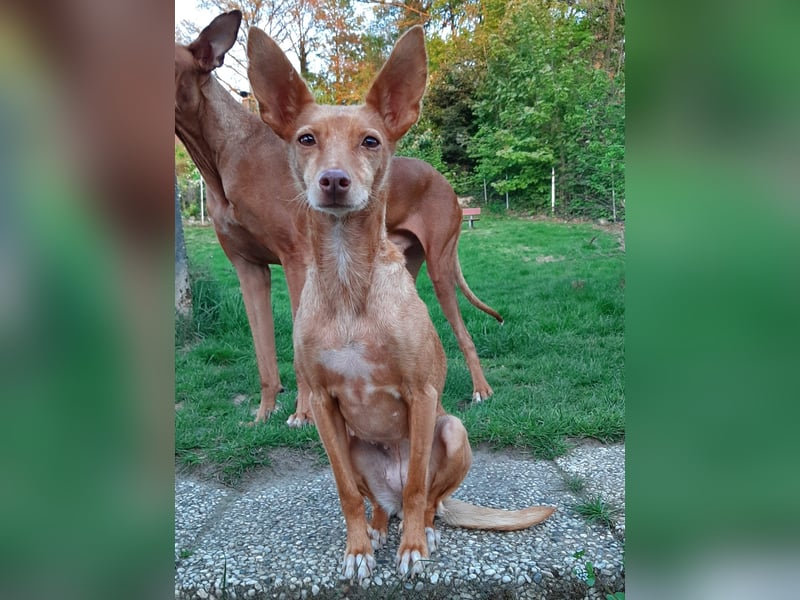 Stella, katzenverträgliche Zwerg Podenca