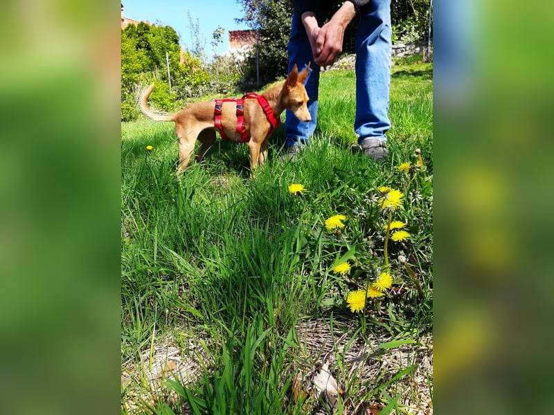 Stella, katzenverträgliche Zwerg Podenca