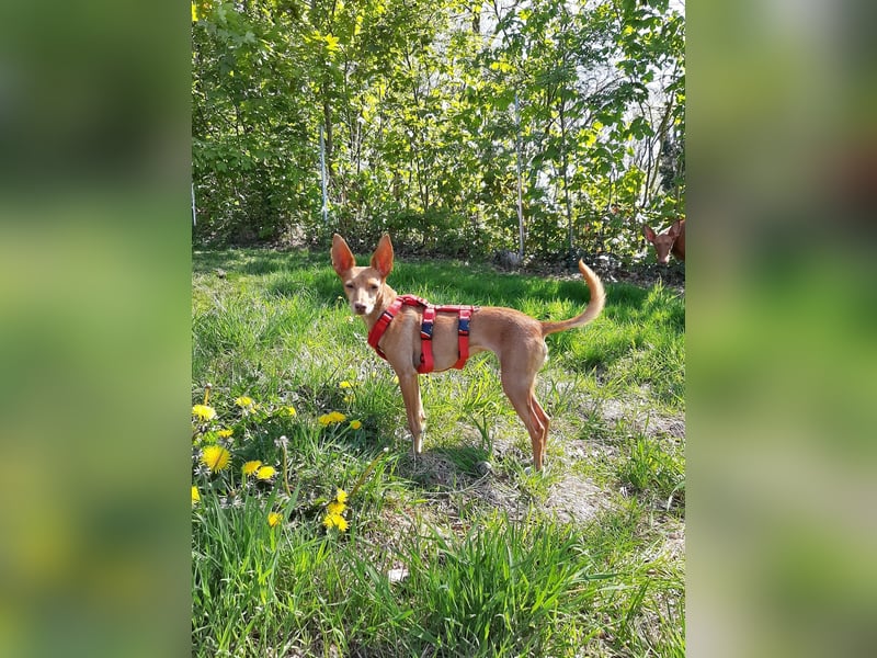 Stella, katzenverträgliche Zwerg Podenca