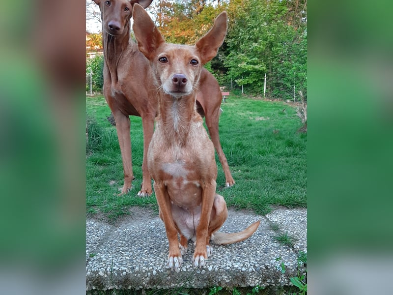 Stella, katzenverträgliche Zwerg Podenca