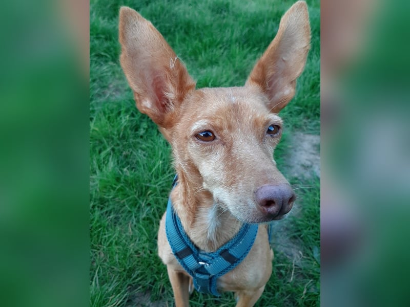 Stella, katzenverträgliche Zwerg Podenca