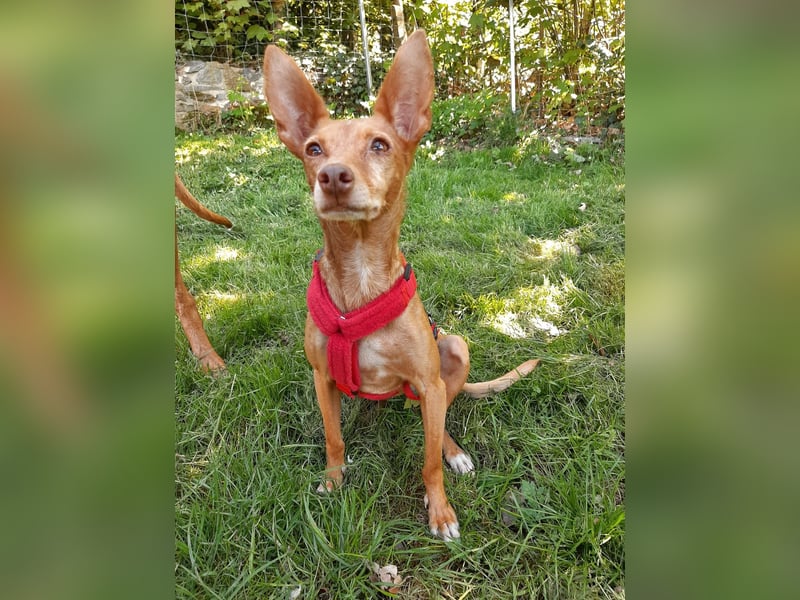 Stella, katzenverträgliche Zwerg Podenca