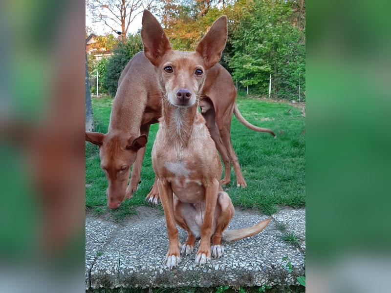 Stella, katzenverträgliche Zwerg Podenca