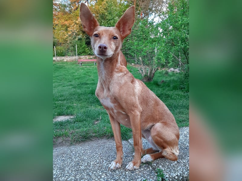 Stella, katzenverträgliche Zwerg Podenca