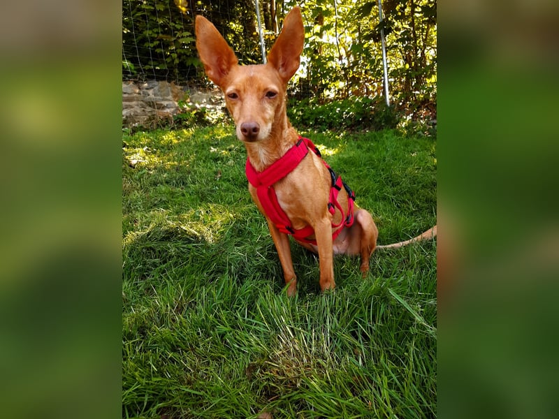 Stella, katzenverträgliche Zwerg Podenca