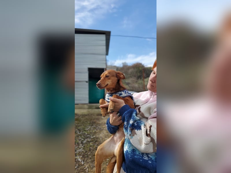 Lady, sucht ein warmes Körbchen