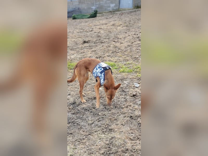Lady, sucht ein warmes Körbchen