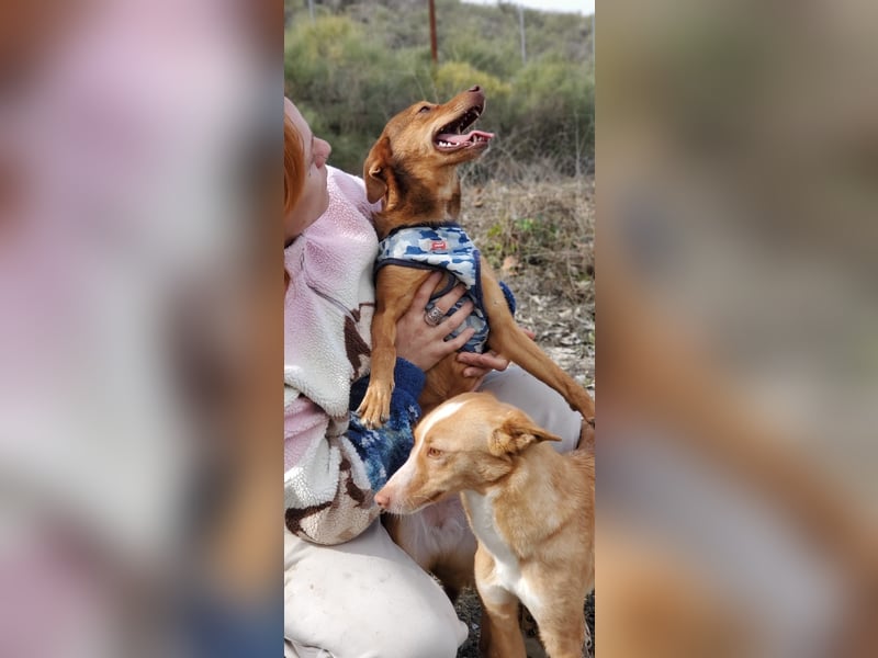 Lady, sucht ein warmes Körbchen
