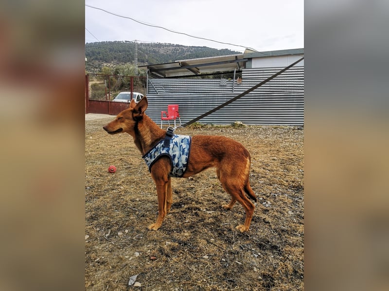 Lady, sucht ein warmes Körbchen
