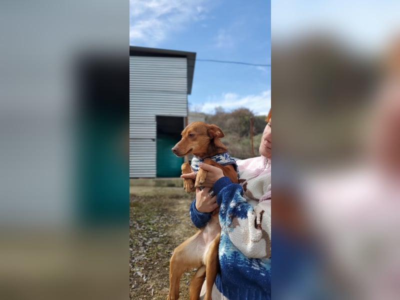Lady, sucht ein warmes Körbchen