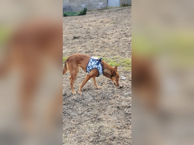 Lady, sucht ein warmes Körbchen