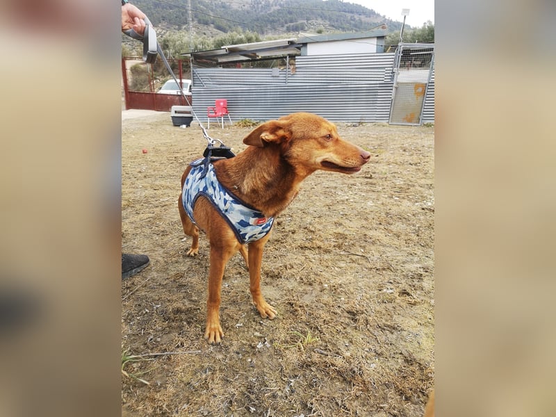 Lady, sucht ein warmes Körbchen