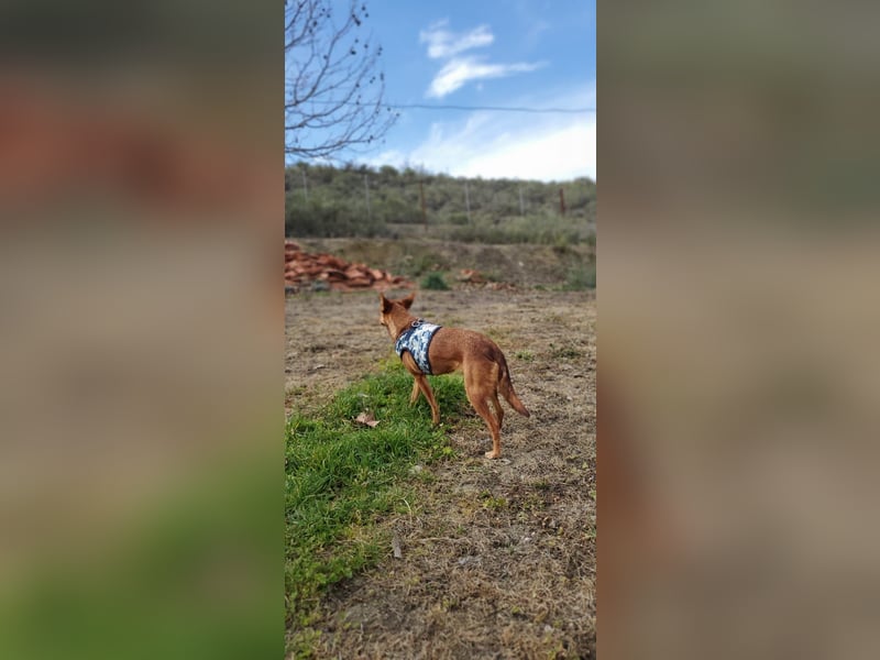 Lady, sucht ein warmes Körbchen