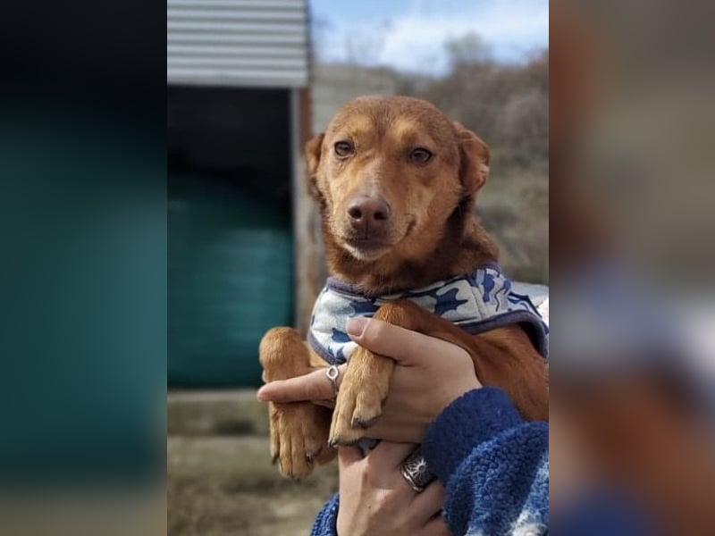 Lady, sucht ein warmes Körbchen